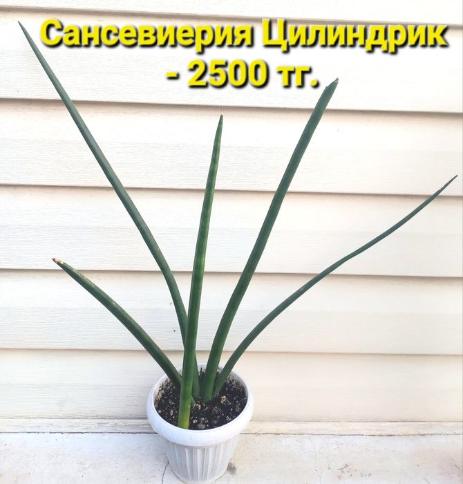 Сансевиерия-комнатные растения