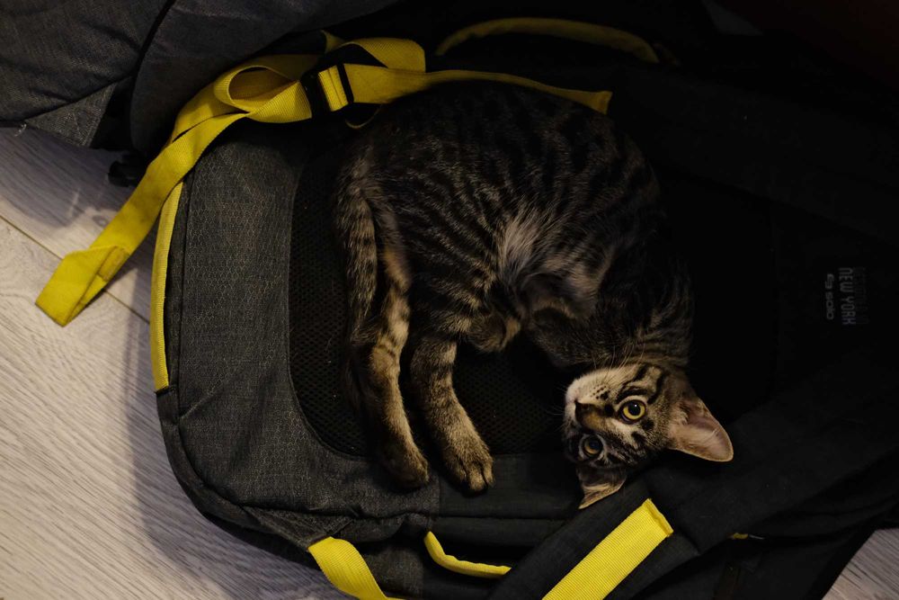 Котенок в любящие руки