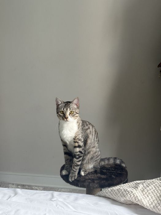 Отдам кошку бесплатно