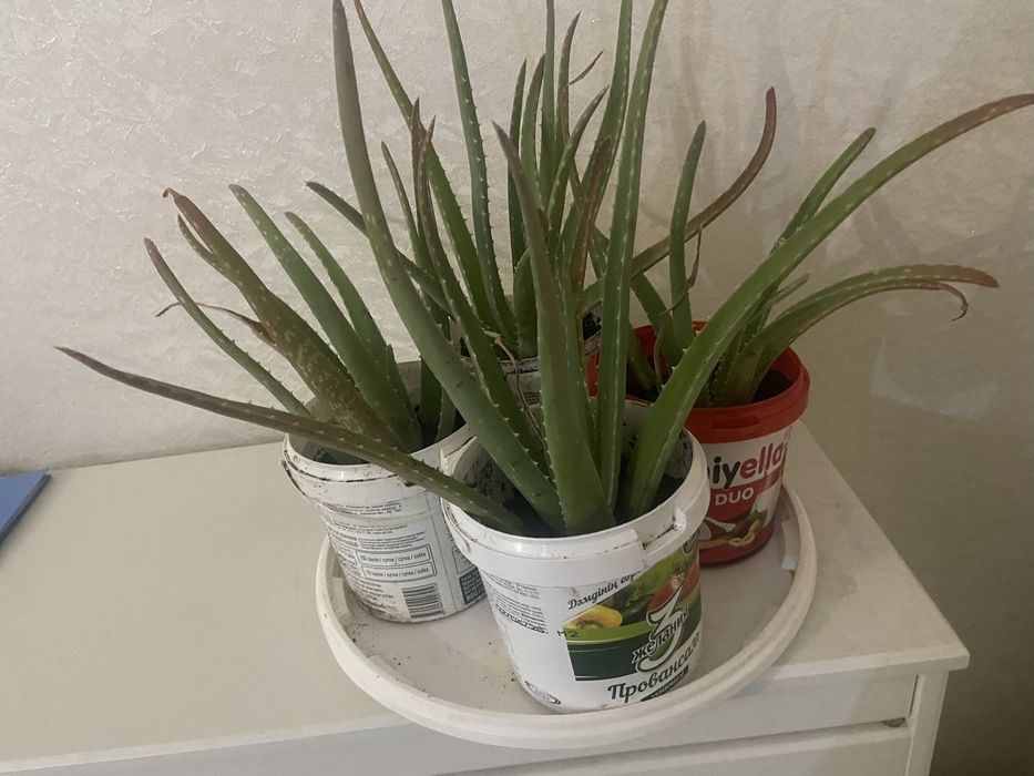 Продаю алое за дёшево!!!