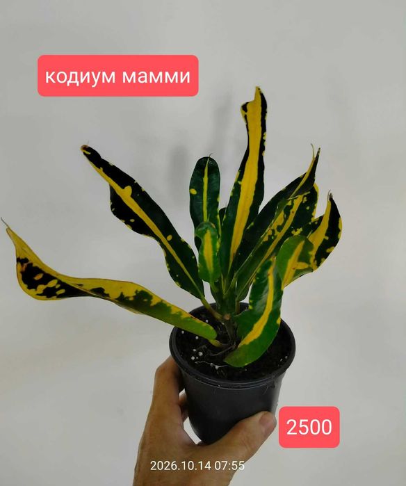 продам комнатные растения
