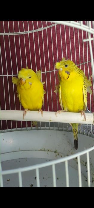 Babichka papugaylar sotiladi manzil Kogon shaxar