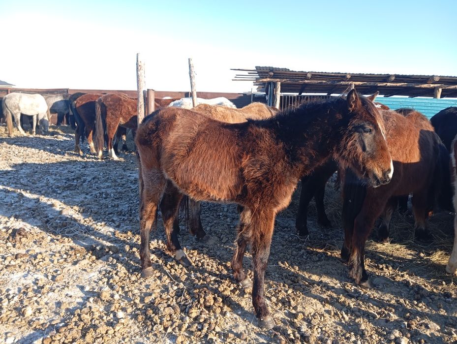 Продам лошади, в апреле - май будет 2 года.