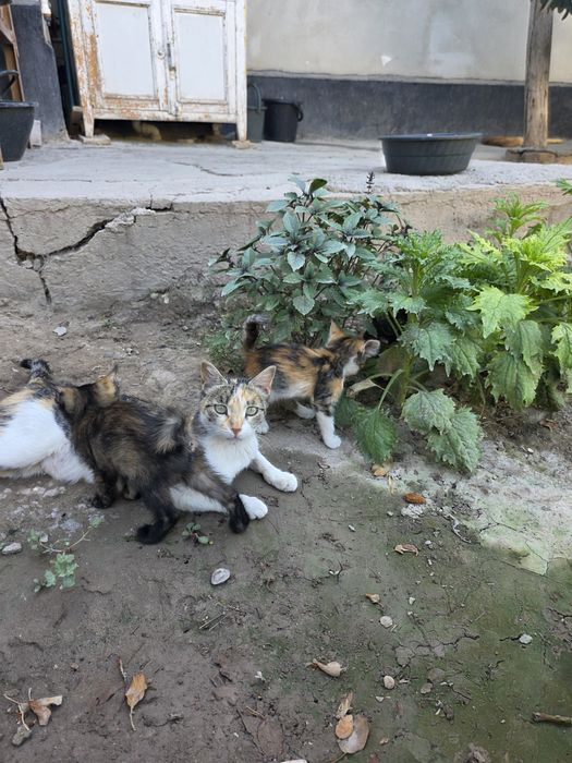 Savob uchun tekinga mushukchalar beriladi
Xorazm viloyati, Qoʻshkoʻ