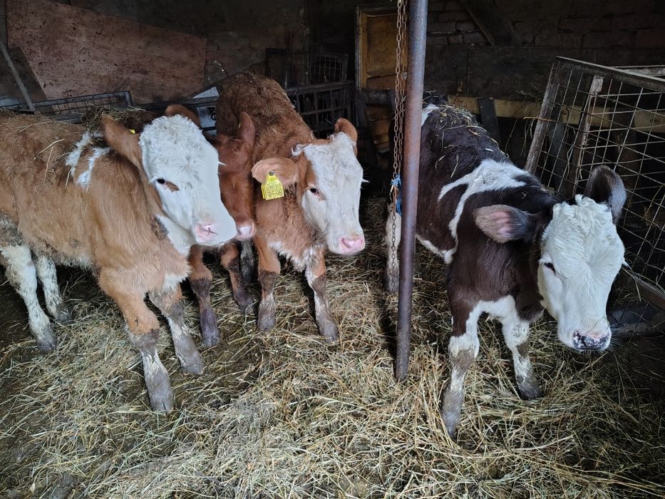 De vânzare vitele intarcate