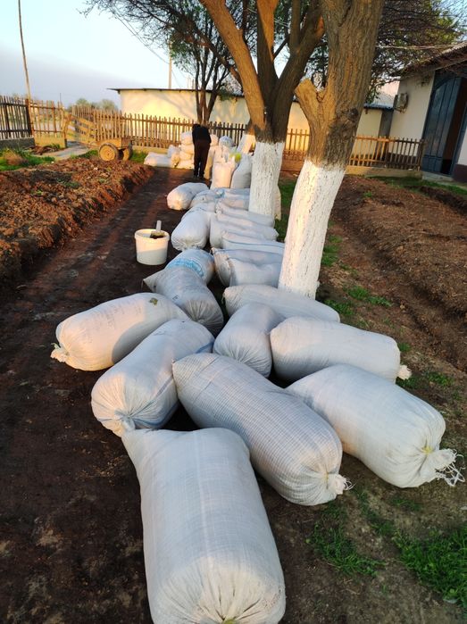 Биогумс табби огит