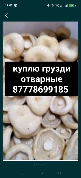 Грузди в готовом виде
