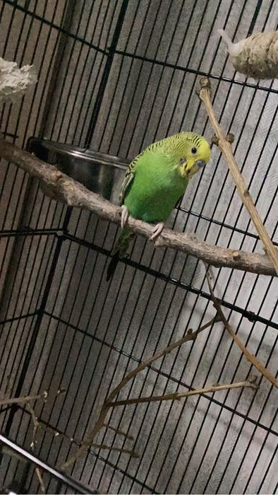 Продается ручной попугай