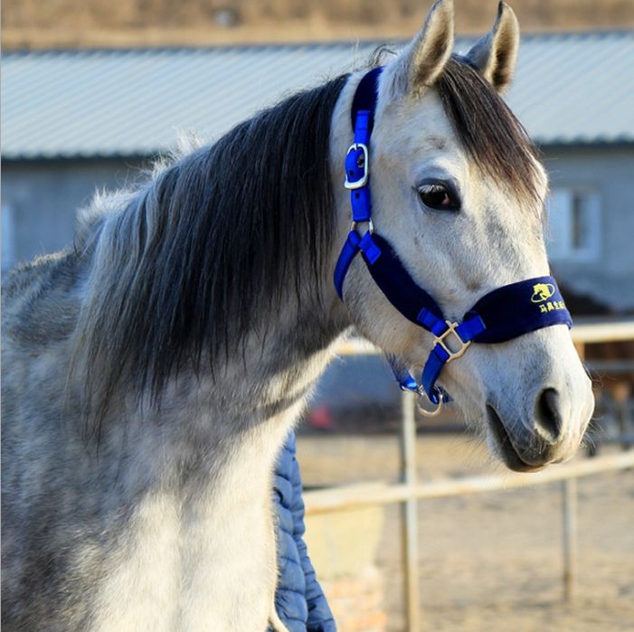 Жпс трекер для лошадей