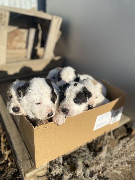 Продаются щенята Алабай