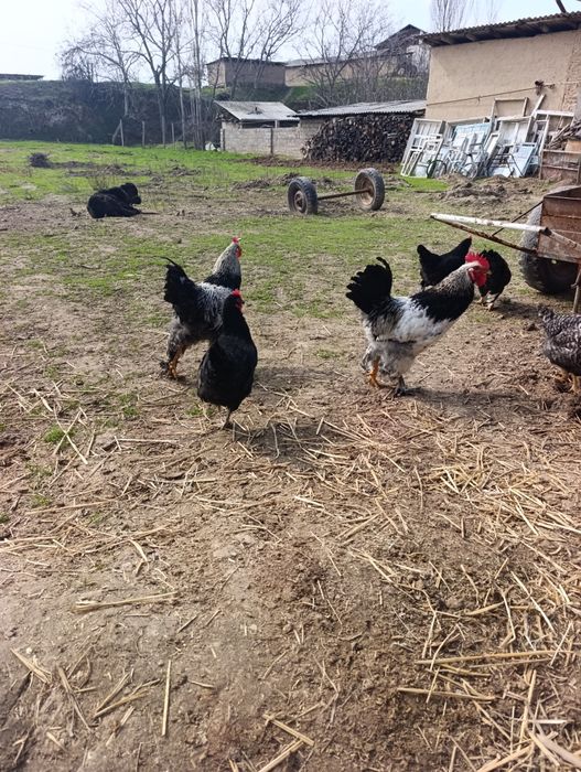 Тоза брама хорозлари хали ёш 2та сотилади нарх 300мингдан келишам тоза