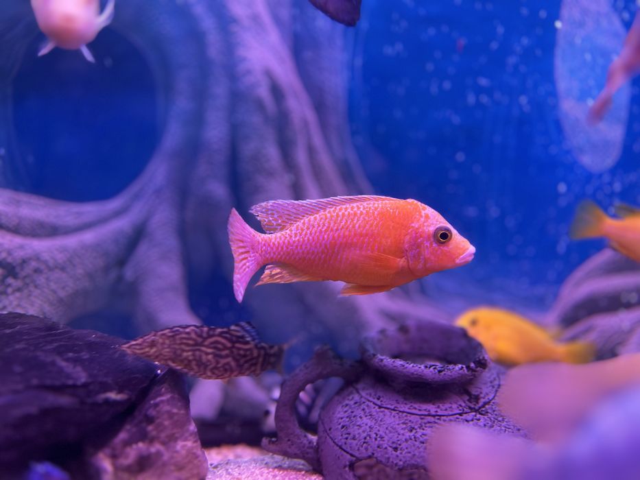 Цихлида Аулонокара Орхидея