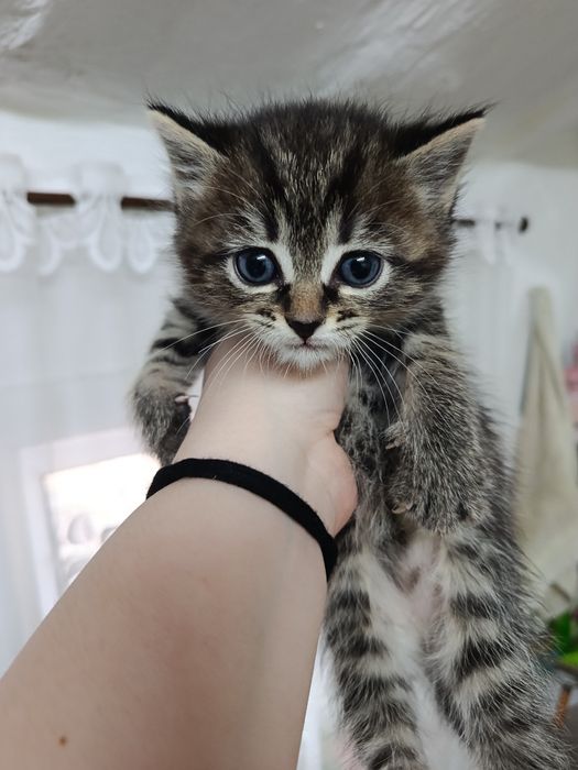 Отдам котят в добрые руки