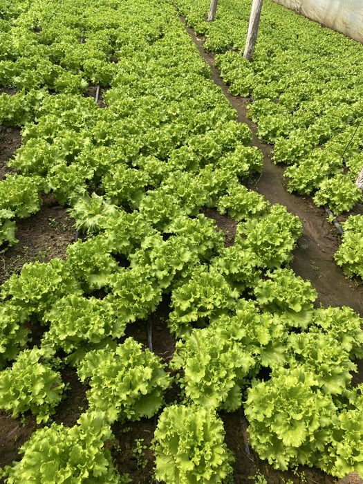 Vand salatata verde !