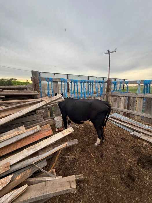 Продам корову и быка