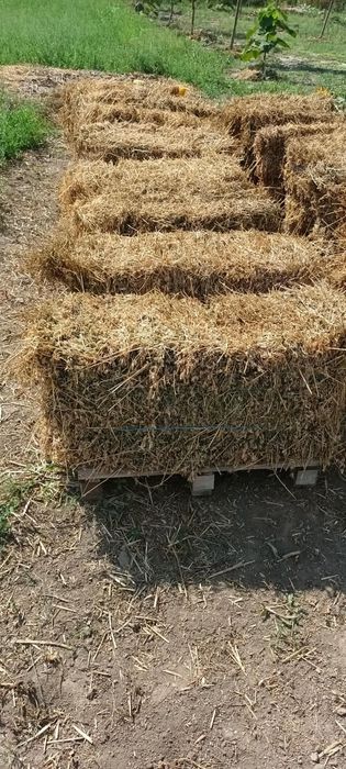 Baloți Lucernă Coasa 4