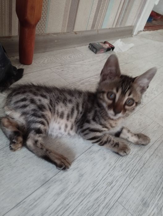 Бенгальский котёнок