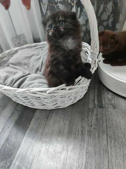 Открывается бронь очаровательных котят.
