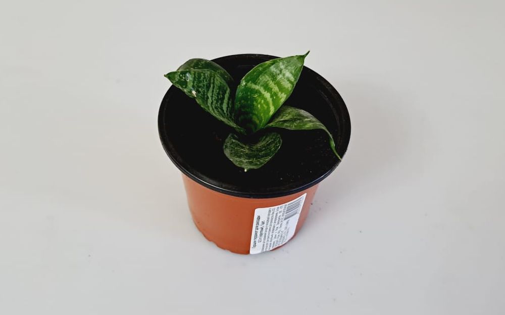 Цветы Цветы Цветы