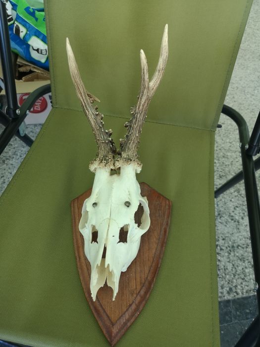 Рога от сръндак върху дървена конструкция.