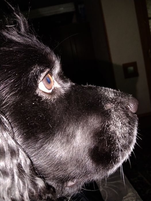 Ищем девочку спаниель для вязки