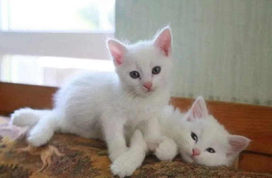 Котята белые пушистые