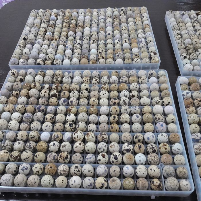 Инкубационный яйцо перепелки