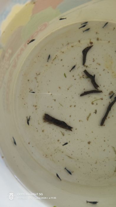 Продам креветок blue dream