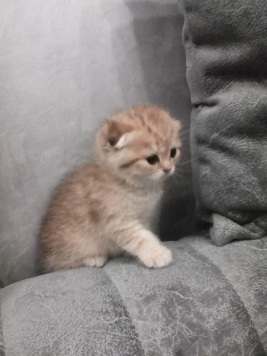 Продается котёнок