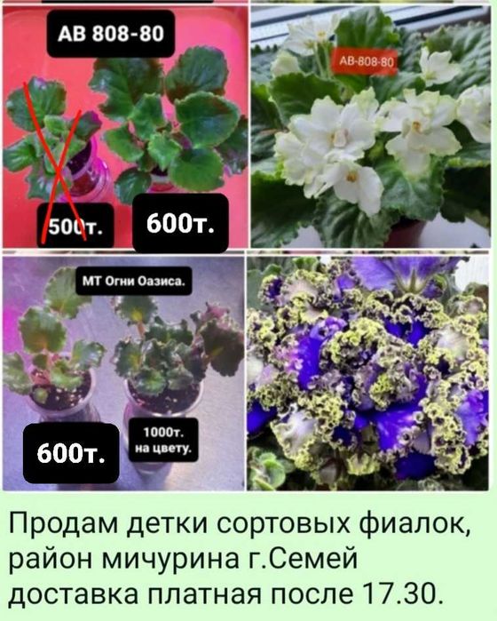 Продам детки сортовых фиалок