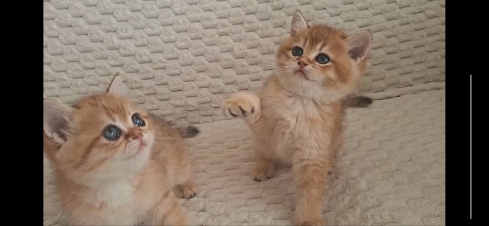 Продаются элитные котята