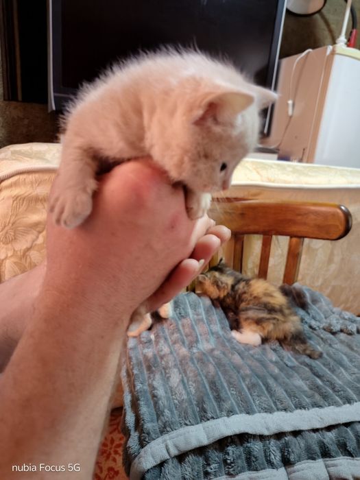 Отдам даром котят ооочень красивые