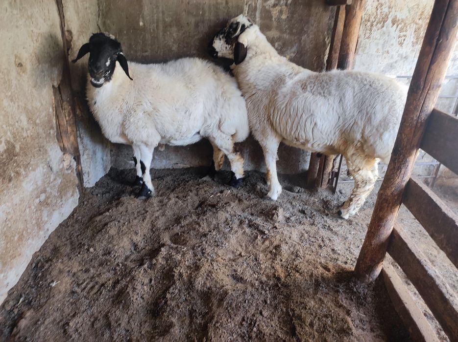 Ona bola quylar sotiladi