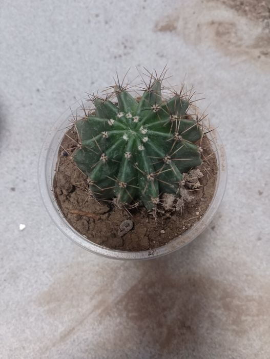 Компьютерный кактус!