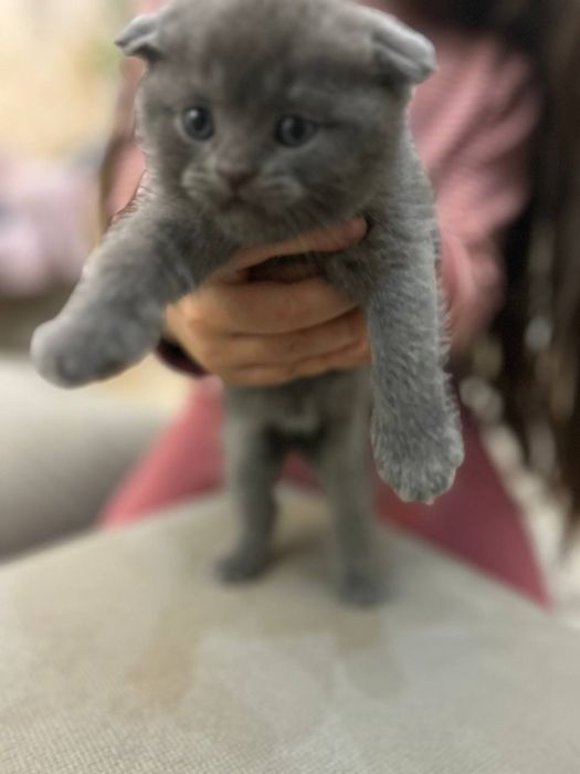 Котята скоттиш фолд