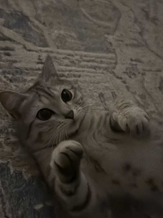 Продам кошку 1 годик