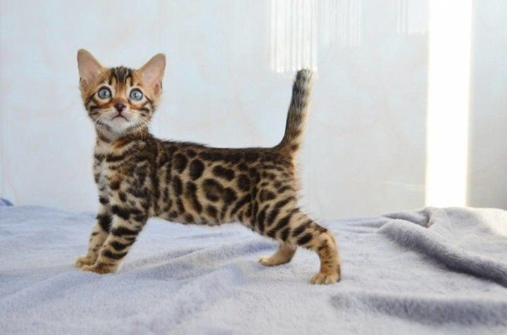 Продам котика бенгальского 6 недель