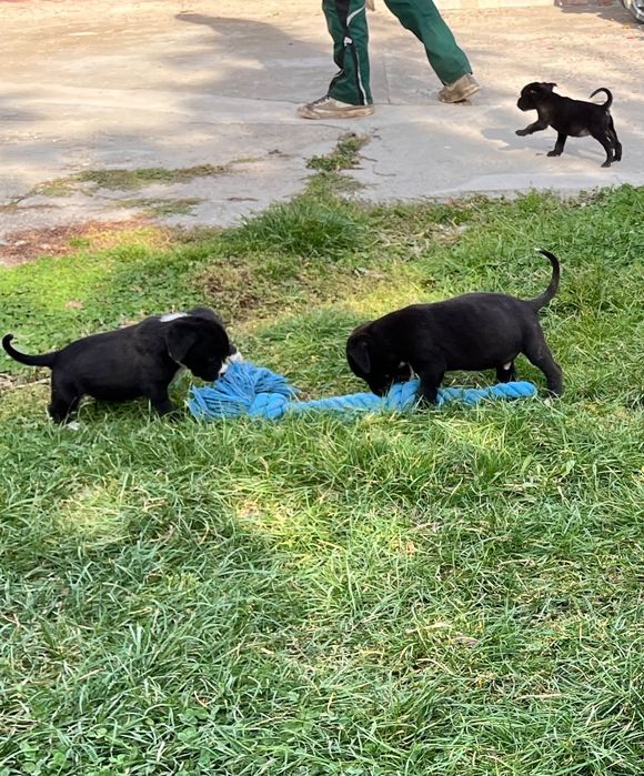 Pui cane corso de vânzare