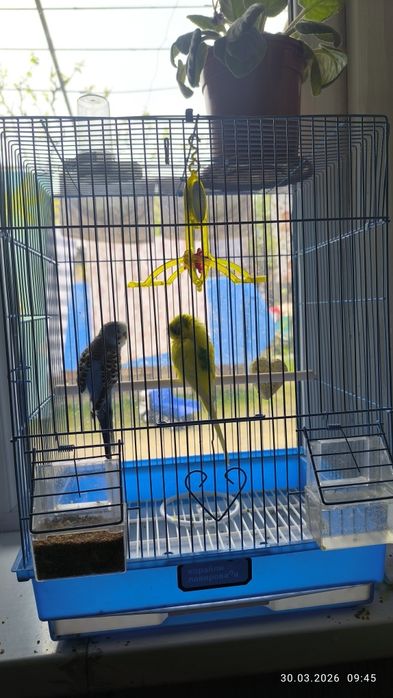 Продаются попугаи