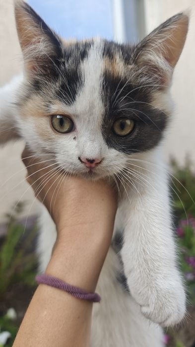 Котенок девочка трехцветная 2 месяца