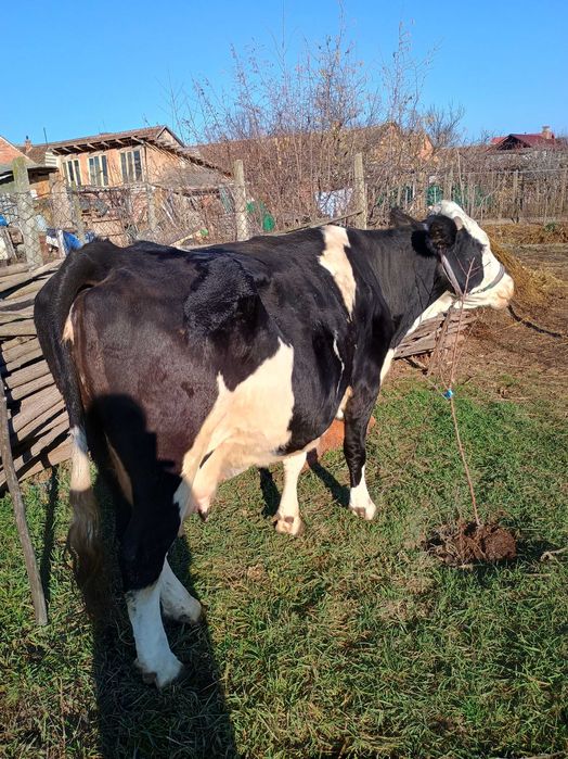 Vând vaca Holstein de 6 ani