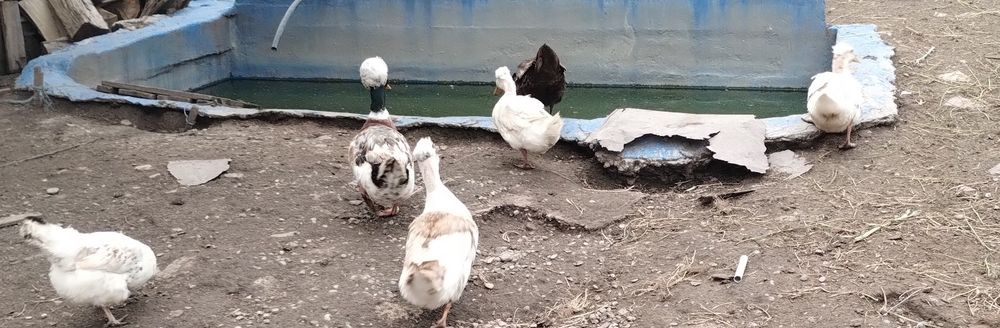 Rate și Rățoi moțate