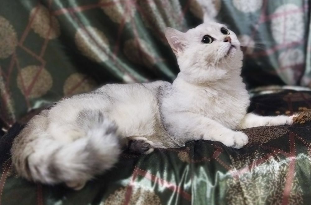 Вязка красивого кота!