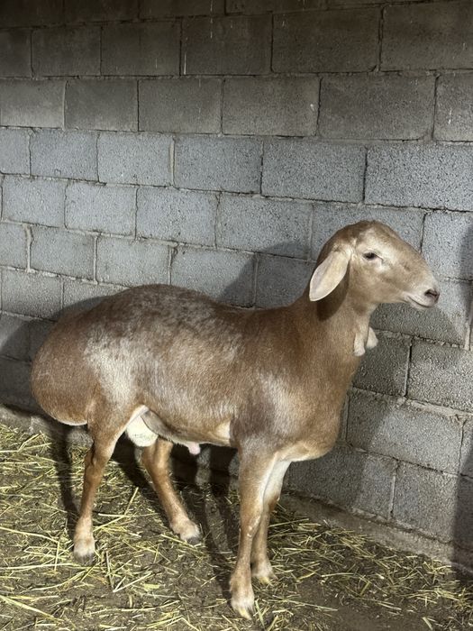 Арашан кошкар 1 год