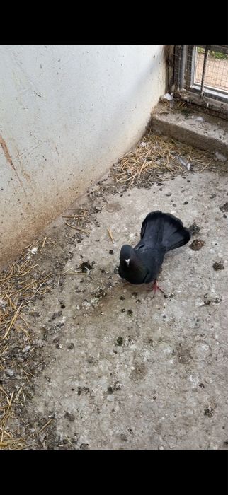 Голуби. Ширакохвостый Киш миш самец