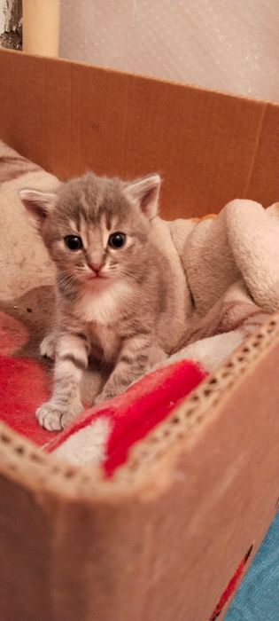 Котята котята девочка ………………..