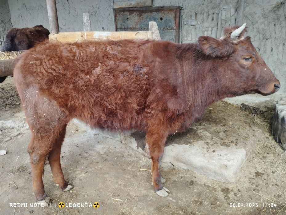 Bukhara  Viloyat kogon tumani