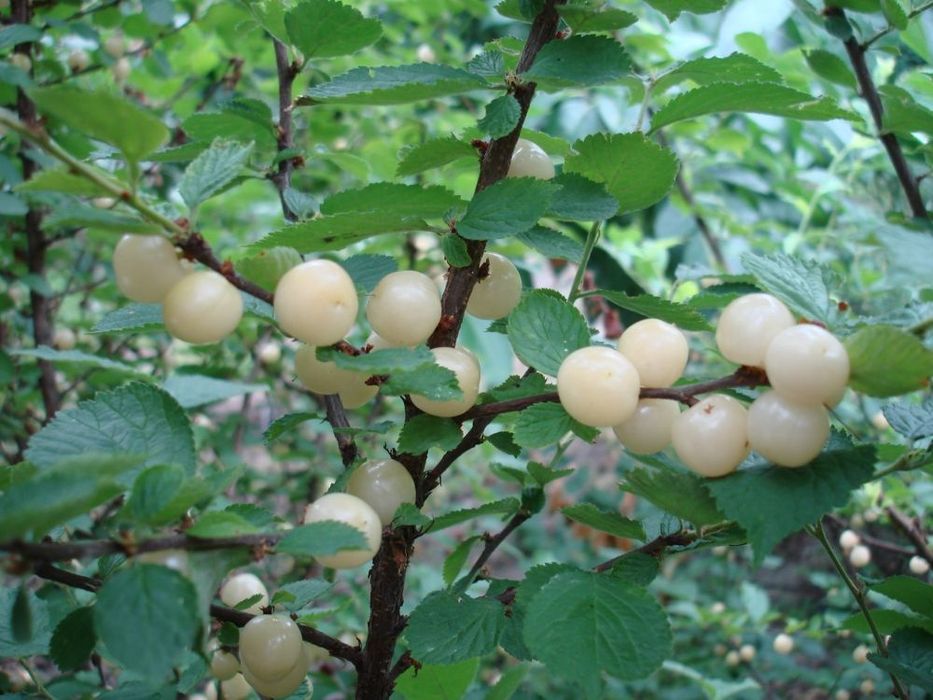 Китайска бяла Вишна (Бяла Нинджа)