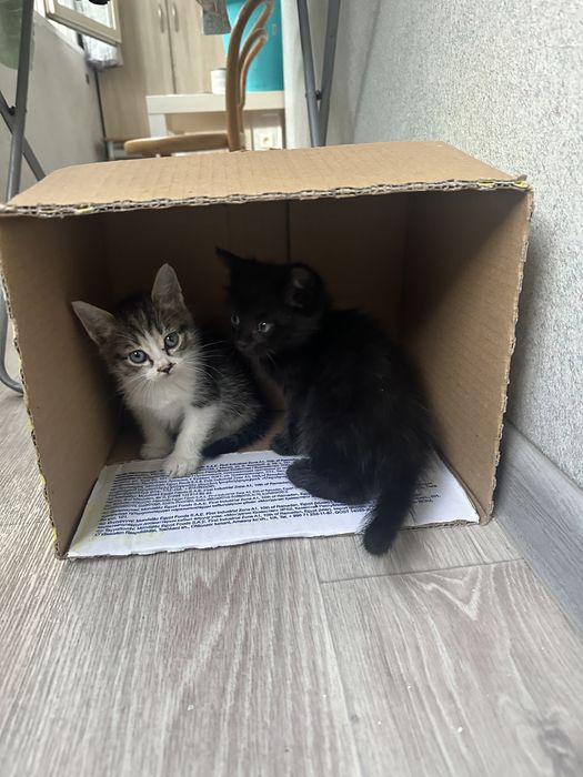 Котята даром срочно!