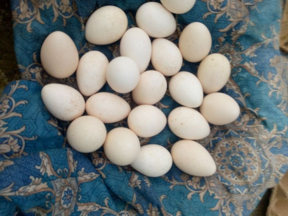 Izrailiskiy kurka tuxumlari sotiladi